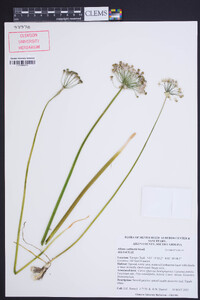 Allium cuthbertii image