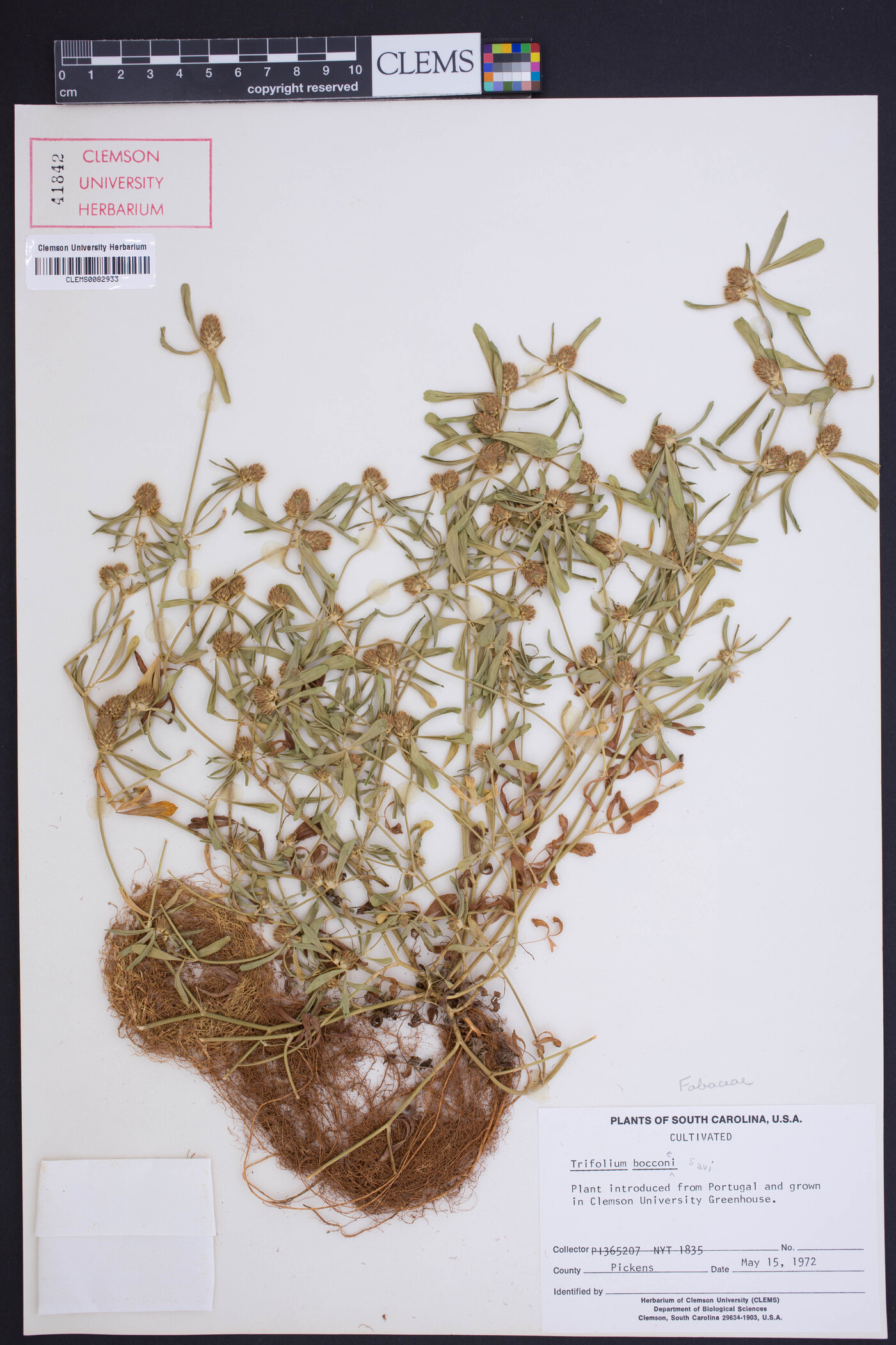 Trifolium bocconei image