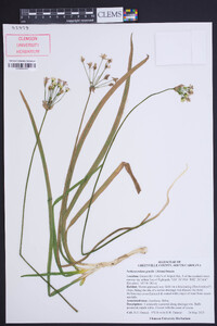 Nothoscordum gracile image