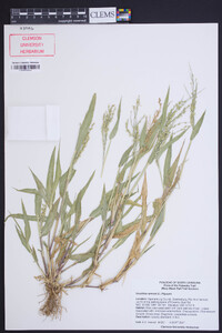 Urochloa ramosa image