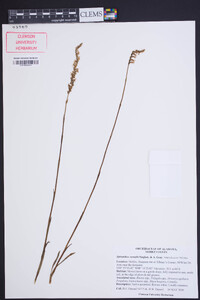 Spiranthes vernalis image