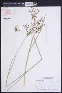 Juncus biflorus image