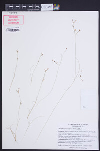 Rhynchospora rariflora image