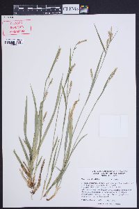 Carex striatula image