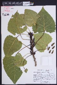 Populus deltoides subsp. deltoides image