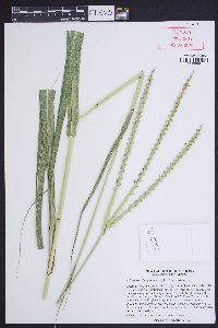 Tripsacum dactyloides image