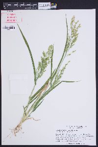 Urochloa texana image