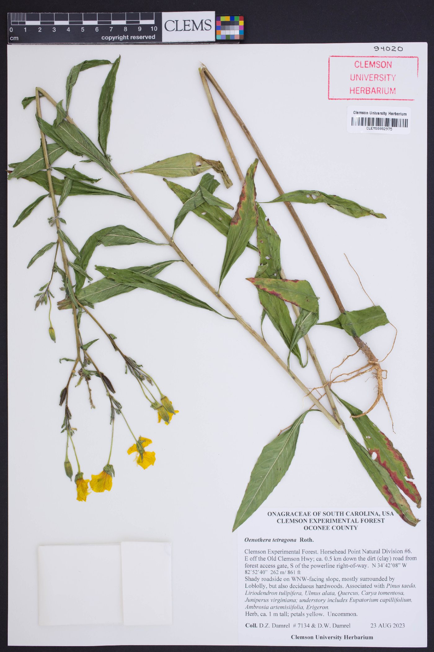 Oenothera tetragona image