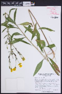 Oenothera tetragona image