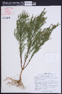 Hypericum drummondii image