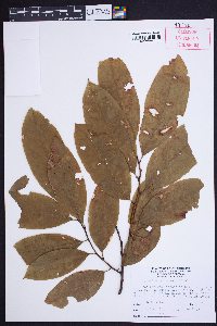 Oxydendrum arboreum image