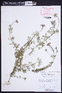 Glandularia pulchella image