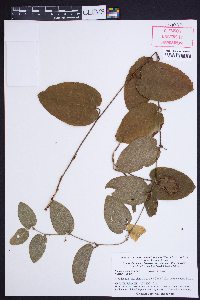 Smilax pumila image