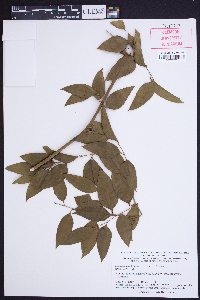 Smilax smallii image