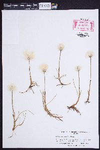 Eriophorum scheuchzeri image