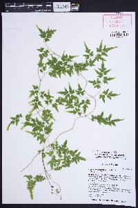 Lygodium japonicum image