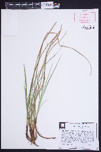 Carex floridana image