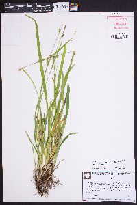 Carex gholsonii image