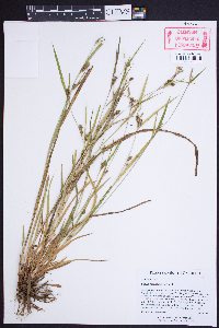 Carex corrugata image