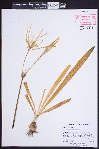 Hymenocallis pygmaea image