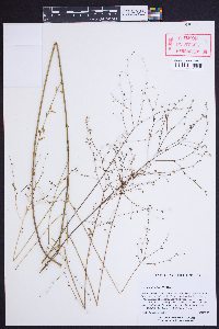 Linum striatum image