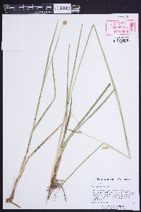 Carex turgescens image