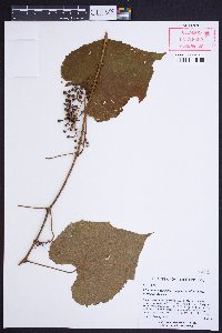 Vitis cinerea image