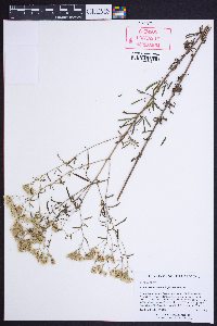 Eupatorium compositifolium image