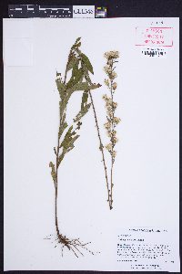 Solidago petiolaris image