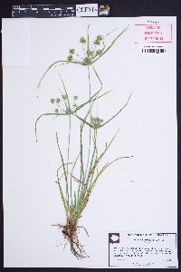 Cyperus echinatus image