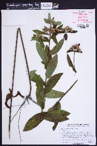 Pluchea baccharis image