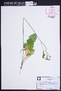 Youngia japonica image