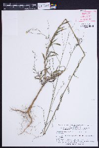 Croptilon divaricatum image