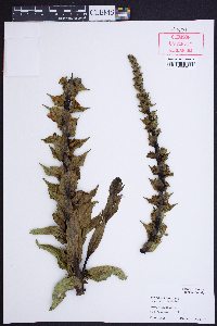 Verbascum virgatum image