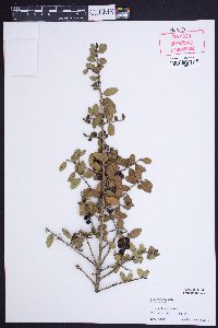 Ilex vomitoria image