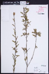 Cyrilla parvifolia image