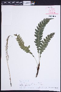 Austroblechnum lehmannii image