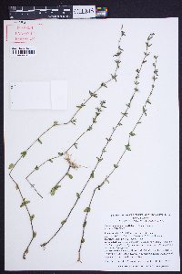 Sophronanthe pilosa image