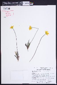 Krigia dandelion image