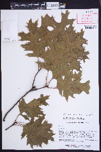 Quercus coccinea image