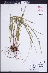 Scleria pauciflora image