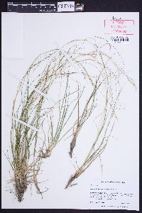 Danthonia compressa image