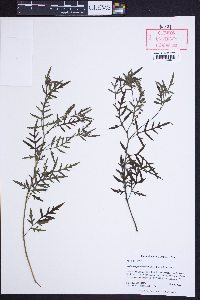 Image of Ambrosia porcheri