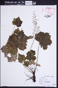 Heuchera villosa image