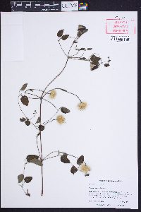 Clematis viorna image