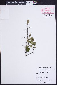 Crataegus pinetorum image