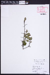 Crataegus pinetorum image