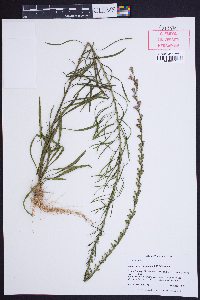 Liatris microcephala image