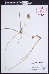 Cyperus lancastriensis image