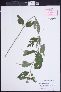 Pycnanthemum montanum image